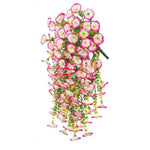 Roze
