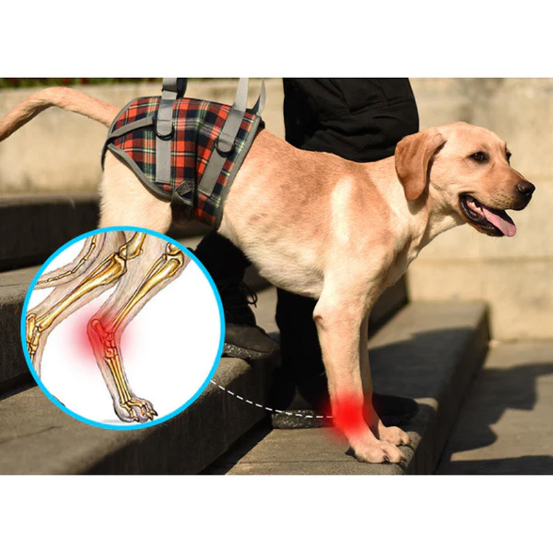 Orthopedisch steunharnas voor honden; verbetert mobiliteit bij artritis, heupdysplasie & revalidatie.