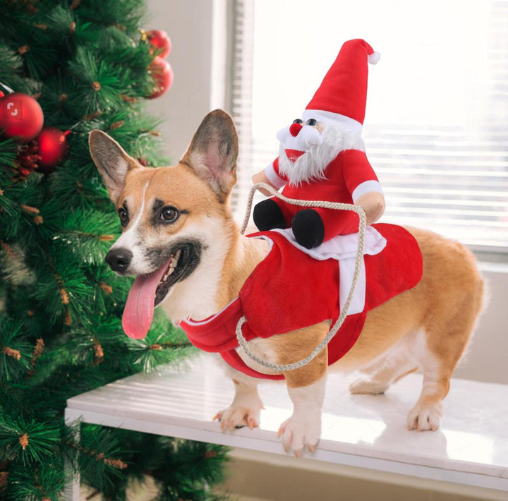 Kerstoutfit hond als cadeau: schattige dierenkleding voor feestelijke familiefoto's.