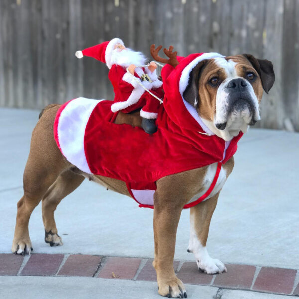 Feestelijke kerstoutfit voor hond met rood-witte muts en sjaal, perfect voor de feestdagen.