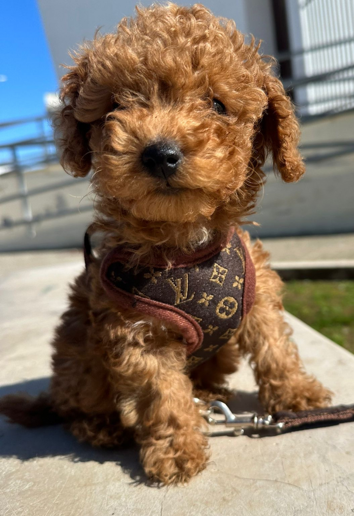 Gelukkige hond wandelt comfortabel met PawLuxe hondentuigje en lijn. Bruine set voor veilige buitenavonturen.
